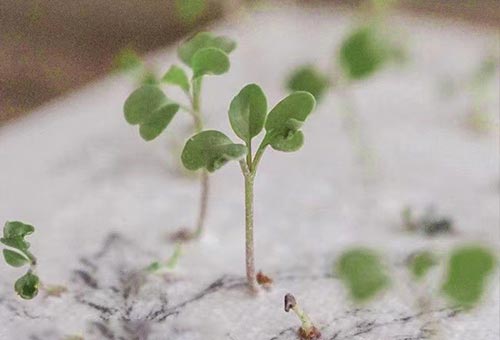 种子纸什么时候能看到发芽?