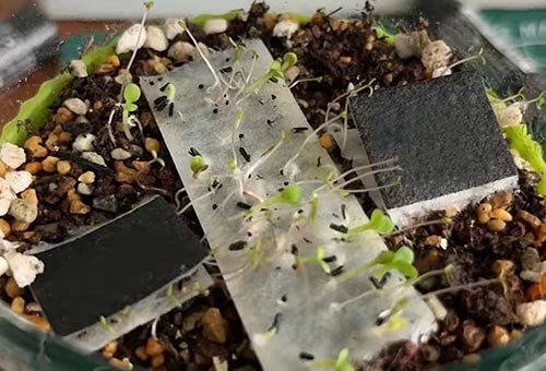 种子纸种植方法是怎么样的？
