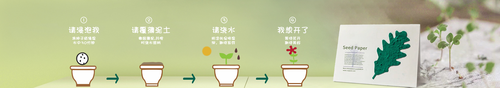 种子纸产品