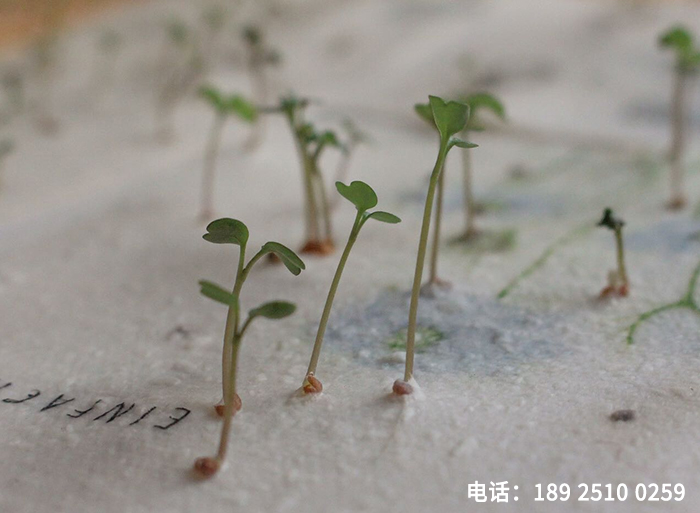 有腾种子纸门票2.jpg